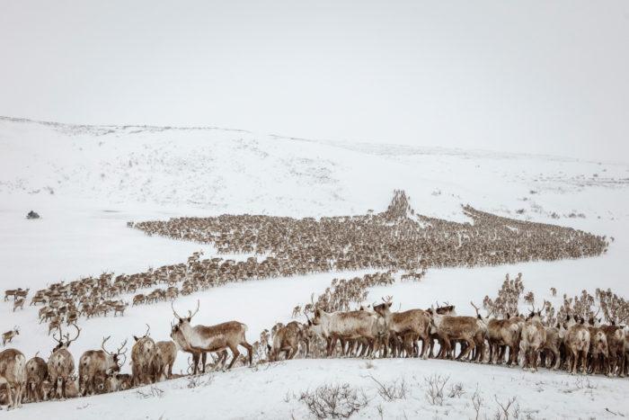 KATIE ORLINSKY – Vanishing Caribou