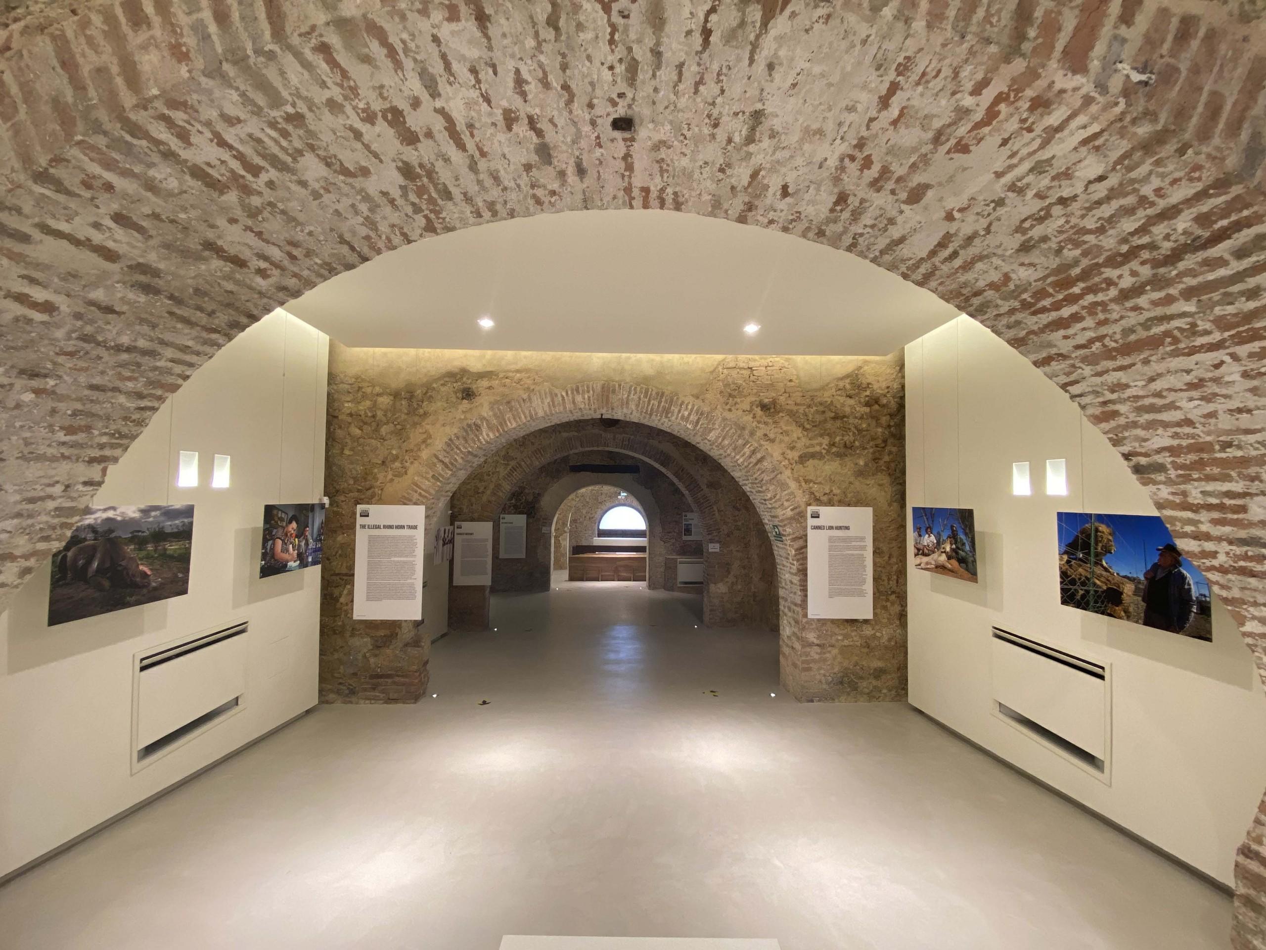 The "Brent Stirton, an icon of photojournalism” exhibition at Cultural Center “La Tinaia” - Comune di Sovicille